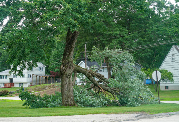 Best Storm Damage Tree Cleanup  in Bay Hill, FL