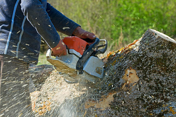 Best Tree Maintenance Programs  in Bay Hill, FL